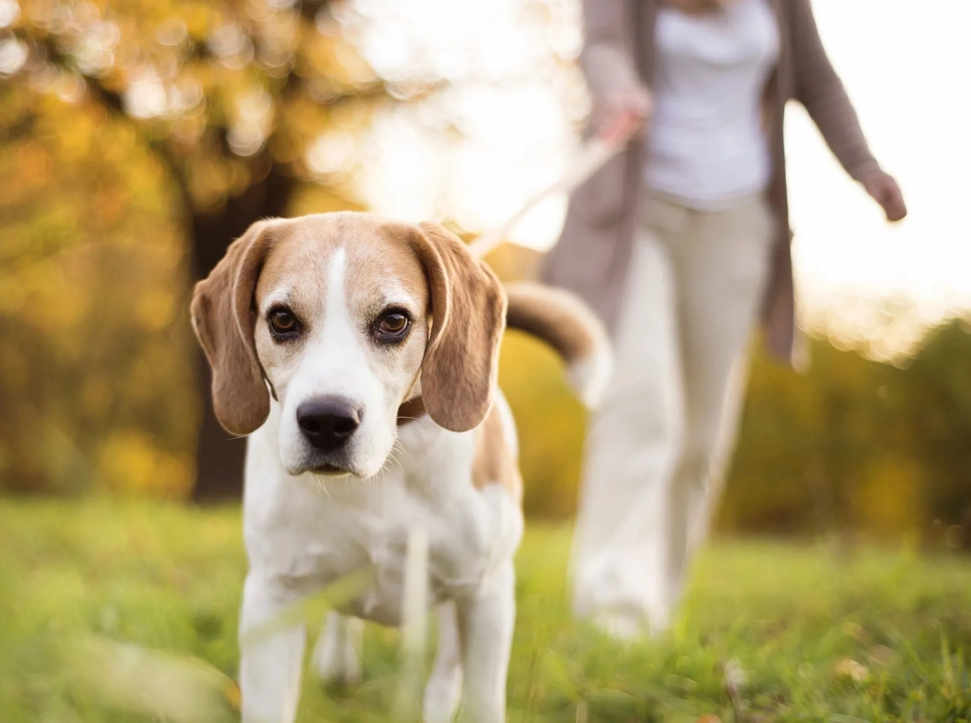 Endless Love Pets