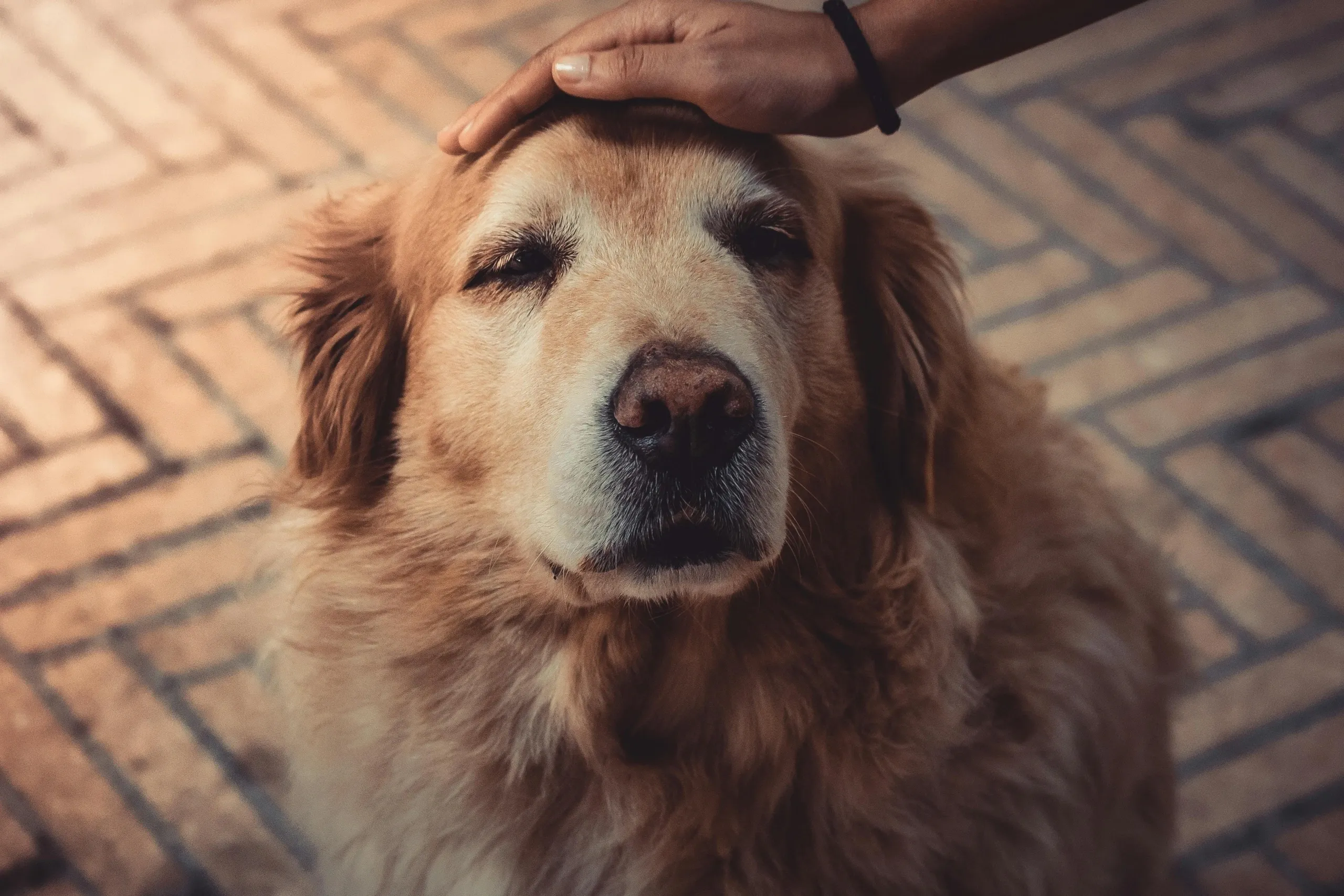 Endless Love Pets